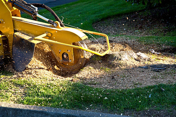 Best Lawn Grading and Leveling  in Dland, MI