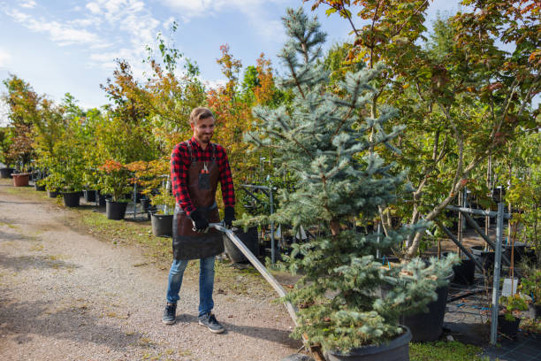 Best Tree Preservation Services  in Dland, MI