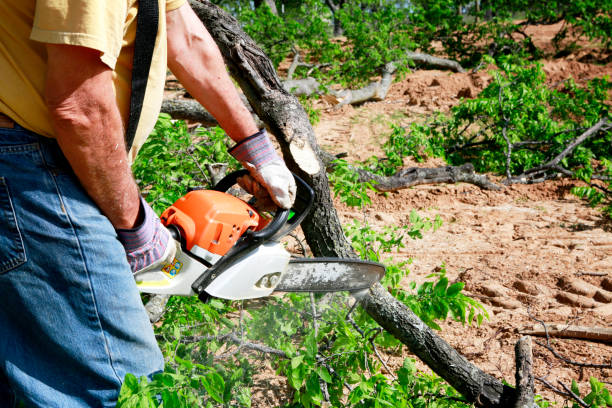 Professional Tree Removal in Midland, MI